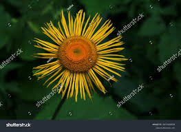 Attēlu rezultāti vaicājumam “Telekia speciosa bud”