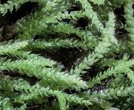 Attēlu rezultāti vaicājumam “Myurella julacea”