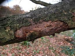 Attēlu rezultāti vaicājumam “Vuilleminia comedens”