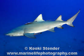 Image result for Negaprion brevirostris