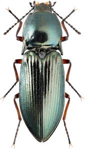 Attēlu rezultāti vaicājumam “Selatosomus aeneus”