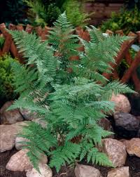 Attēlu rezultāti vaicājumam “Dryopteris carthusiana”
