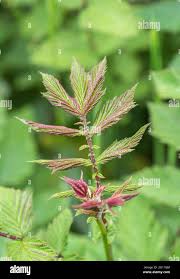 Attēlu rezultāti vaicājumam “Filipendula ulmaria  leaf”