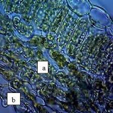 Attēlu rezultāti vaicājumam “Trifolium alpestre leaf”