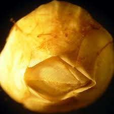 Attēlu rezultāti vaicājumam “Balanus improvisus”