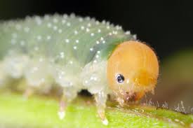 Attēlu rezultāti vaicājumam “Allantus cinctus”