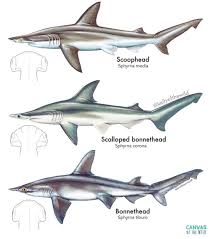 Image result for Sphyrna corona