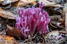 Attēlu rezultāti vaicājumam “Clavaria zollingeri”