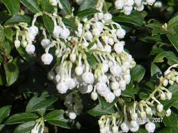 Attēlu rezultāti vaicājumam “Gaultheria cuneata”