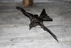 Image result for Oceanodroma monorhis