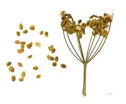 Image result for Pastinaca sativa