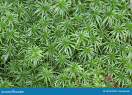 Attēlu rezultāti vaicājumam “Sphagnum riparium”