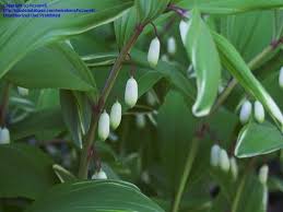 Attēlu rezultāti vaicājumam “Polygonatum odoratum bud”