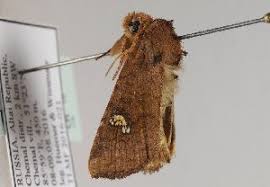 Attēlu rezultāti vaicājumam “Amphipoea”