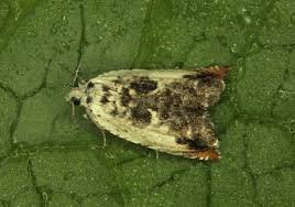 Attēlu rezultāti vaicājumam “Ancylis laetana”