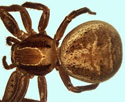 Attēlu rezultāti vaicājumam “Xysticus bifasciatus”