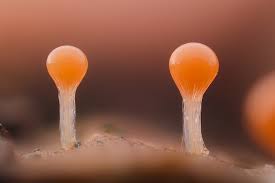 Attēlu rezultāti vaicājumam “Hemitrichia decipiens spores”