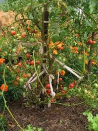 Afbeeldingsresultaat voor rose quartz tomato