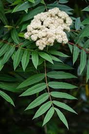 Attēlu rezultāti vaicājumam “Sorbus”