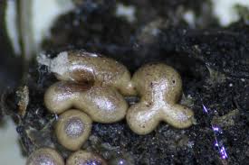 Attēlu rezultāti vaicājumam “Trichia erecta spores”