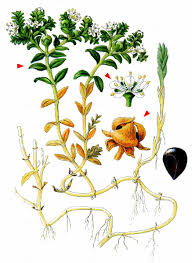 Attēlu rezultāti vaicājumam “Honckenya peploides fruit”