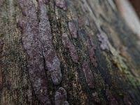 Attēlu rezultāti vaicājumam “Hypoxylon vogesiacum”