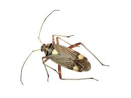 Attēlu rezultāti vaicājumam “Rhabdomiris striatellus imago”