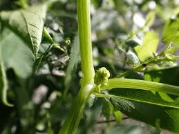 Attēlu rezultāti vaicājumam “Echinocystis lobata”