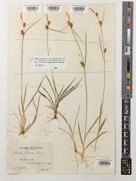 Attēlu rezultāti vaicājumam “Carex lepidocarpa leaf”