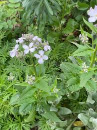 Attēlu rezultāti vaicājumam “Hesperis matronalis bud”