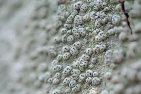 Attēlu rezultāti vaicājumam “Pertusaria pertusa”