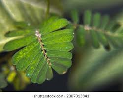 Image result for pohon semalu images