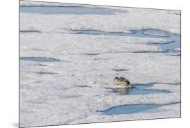 Image result for Pusa hispida