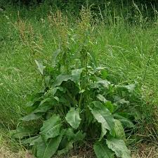 Attēlu rezultāti vaicājumam “Rumex obtusifolius”