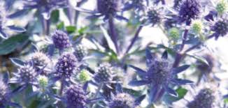 Image result for Eryngium `Blue Hobbit`