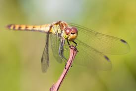Attēlu rezultāti vaicājumam “Sympetrum vulgatum male”