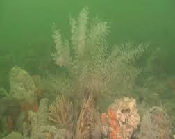 Attēlu rezultāti vaicājumam “Physarum bryocorticola”