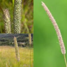 Attēlu rezultāti vaicājumam “Phleum pratense”