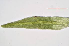 Attēlu rezultāti vaicājumam “Gymnostomum calcareum”