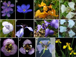 Attēlu rezultāti vaicājumam “Iridaceae”