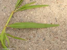 Attēlu rezultāti vaicājumam “Rumex maritimus leaf”