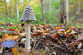 Attēlu rezultāti vaicājumam “Lepiota aspera”