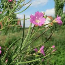 Attēlu rezultāti vaicājumam “Epilobium hirsutum leaf”