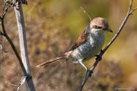 Attēlu rezultāti vaicājumam “Lanius collurio juvenile”