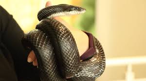 Image result for reptile scales