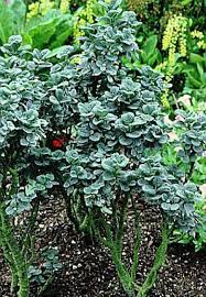 Attēlu rezultāti vaicājumam “Salix daphnoides subsp. acutifolia”