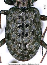 Attēlu rezultāti vaicājumam “Elaphrus cupreus”