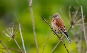 Attēlu rezultāti vaicājumam “Carduelis cannabina”