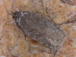 Attēlu rezultāti vaicājumam “Agonopterix ciliella”