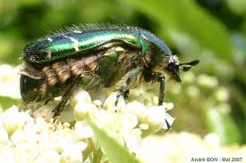 Attēlu rezultāti vaicājumam “Cetonia aurata”